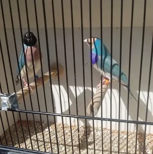 Gouldamadinen blau und blau pastell abzugeben.