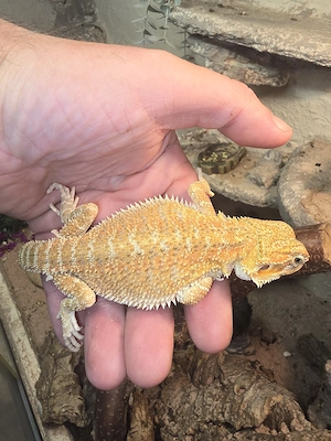 Bartagame - Bartagam
