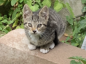Katzenbabys vom Bauernhof