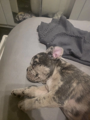 französische bulldogge welpe 