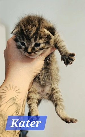 Kitten (Hauskatze)