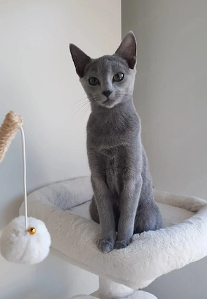 Russisch Blau Mädchen Kitten katze