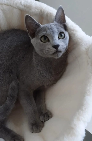 Russisch Blau Mädchen Kitten katze