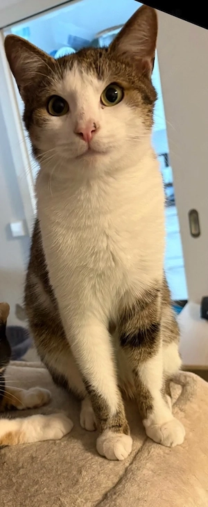Rocky sucht dringend ein Neues Liebevolles Zuhause