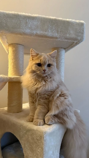 BLH Kater 