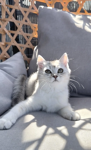 Britisch kurzhaar Bkh kitten weiblich 