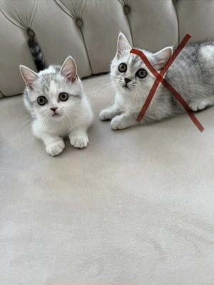 BKH mix Kitten zu verkaufen