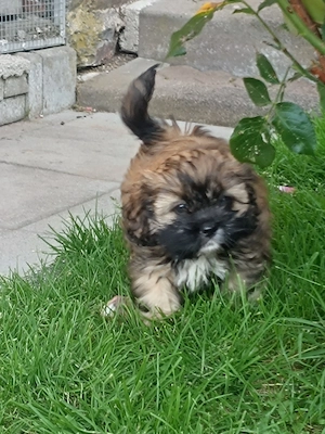 Shi Tzu - American Cocker Spaniel Mix 
