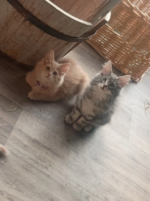 norwegische Waldkatze Kitten Kater abzugeben 