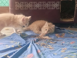 norwegische Waldkatze Kitten Kater abzugeben!