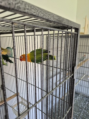 Vögel abzugeben 