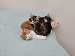 kleine Maine Coon Kitten suchen 