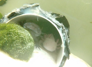 Axelotl Weibchen