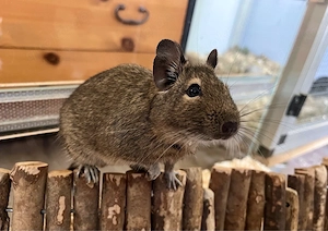 Einzelnes Degu Weibchen abzugeben