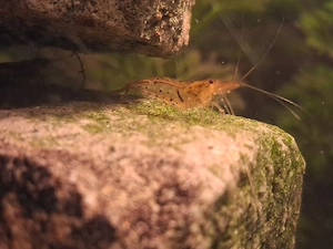 Garnelen,yellow tiger