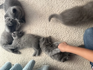 Tolle Bkh   Blh Kitten 