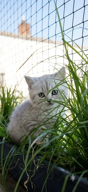 Reinrassige Britisch Kurzhaar (BKH) Kitten Tabby Geimpft und mit Gesundheitszeugnis
