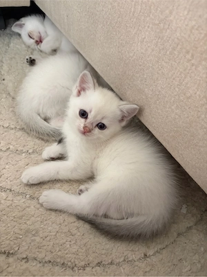 BKH Kitten   Kater   Silver shaded