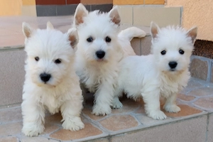    Bildhübsche Westie -babys, Reinrassige West Highland White Terrier Welpen    