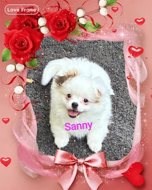Zwergspitz Pomerania Pekinessin mix
