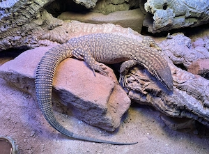 Varanus Acanthurus