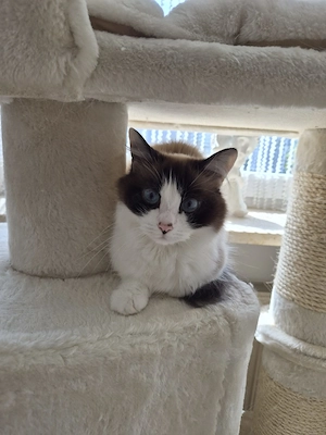 Ragdoll Mädchen 