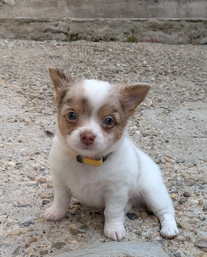 Chihuahua Junge sucht liebevolles Zuhause 