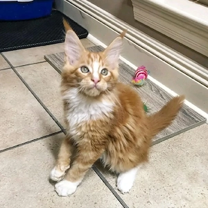 Unsere entzückenden Maine-Coon-Kätzchen suchen ein neues Zuhause.   