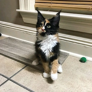 Unsere entzückenden Maine-Coon-Kätzchen suchen ein neues Zuhause.   