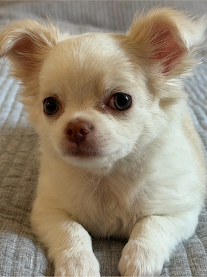 Reinrassiger Chihuahua-Rüde in Creme sucht ein liebevolles Zuhause