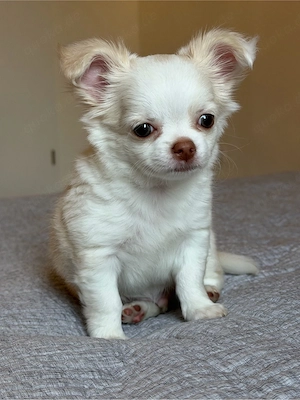 Reinrassiger Chihuahua-Rüde in Creme sucht ein liebevolles Zuhause