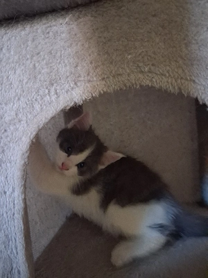 Kitte zu verkaufen 