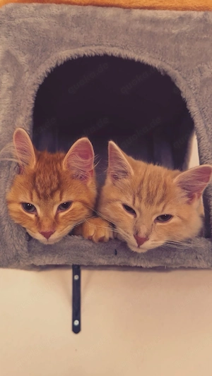 Zwei Mainecoon Mix Kater suchen neues Zuhause 