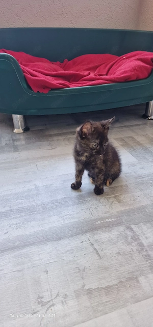 Katzenkinder 