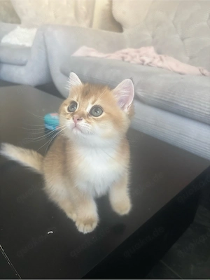 Wunderschöne Britisch Kurzhaar (Golden Shaded) Kitten suchen ein liebevolles Zuhause     