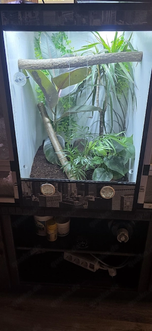2 Kronengecko mit Terrarium 