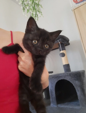 Süßes BKH Kitten Mädchen 