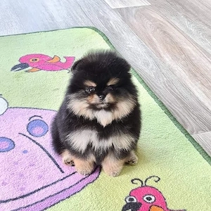 Zwergspitz Pomeranian Welpen ,reinrassig, liebevoll aufgezogen