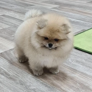 Pomeranian welpen