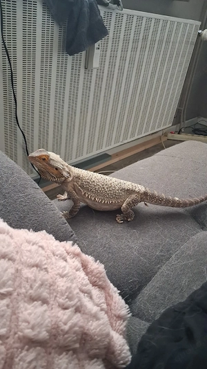 bartagame mänlich