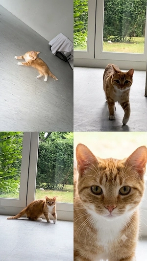 Zwei liebe Katzen mit komplettem Zubehör abzugeben