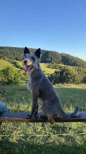 Freddy, 4 Jahre alt, (vermutlich) Terrier x Windhund Mischling