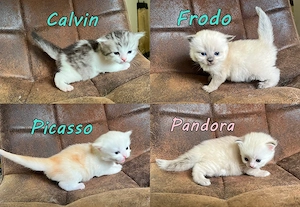 Maine Coon x Britisch Langhaar Kitten. Geimpft, gechipt, entwurmt