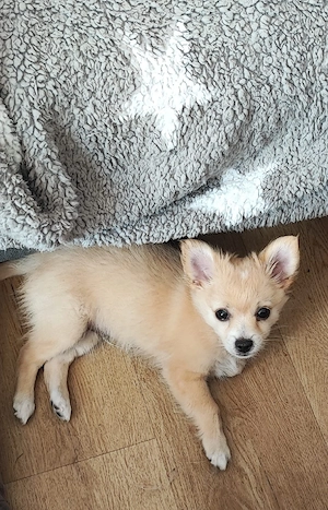 Langhaar - Chihuahua Welpe !! Hausaufzucht mit Familienanschluss 