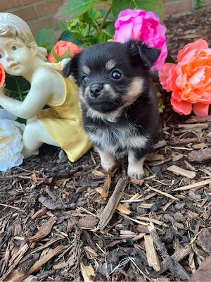 chihuahua welpen 