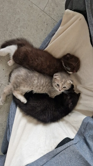 3 süße bkh ragdoll mix kitten suchen ihr zuhause