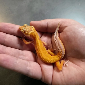Leopardgeckos 2026 versch. Farbvarianten wie Black Night, Bell Albino, Mandarine, Bold