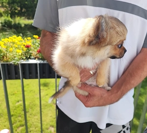Reinrassige ( langhaar ) Chihuahua Welpen  Hausaufzuchten verspielt und verschmust top sozialisiert 