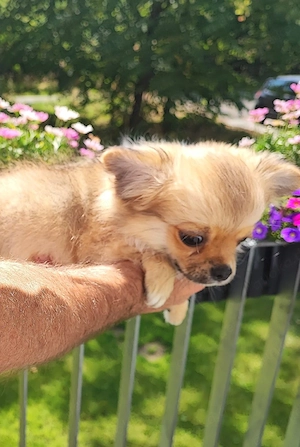 Reinrassige ( langhaar ) Chihuahua Welpen  Hausaufzuchten verspielt und verschmust top sozialisiert 