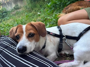 Keine Zaubermaus Sally sucht ihr Zuhause Bild 2